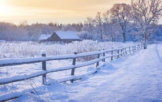 snowy trees