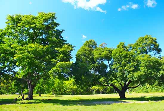 strategic tree management