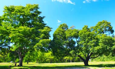 tree management