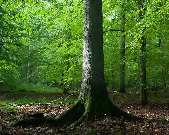 tree-preservation-orders-services tpo