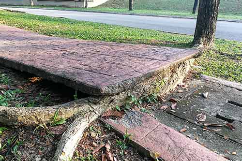 tree damage from roots