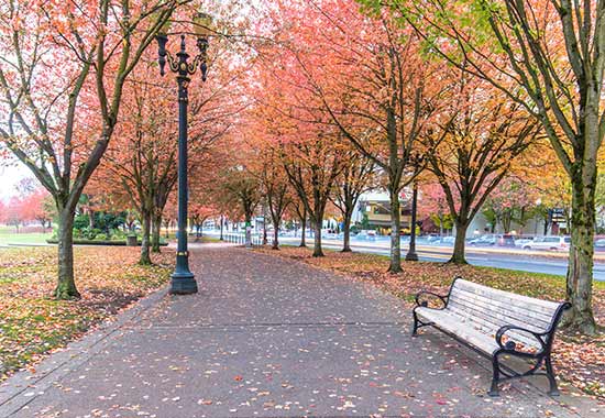 colourful avenue of trees