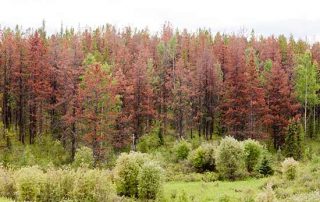 colourful woodland