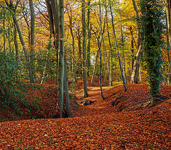 surveying woodland