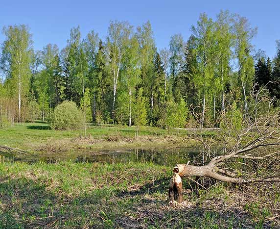 about arboriculture