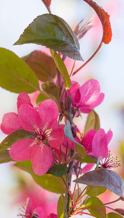 aesthetically pleasing crab apple blossom