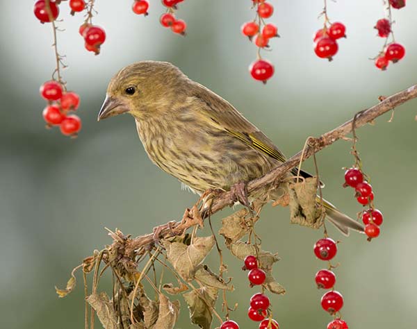 greenfinch eating berries in tree