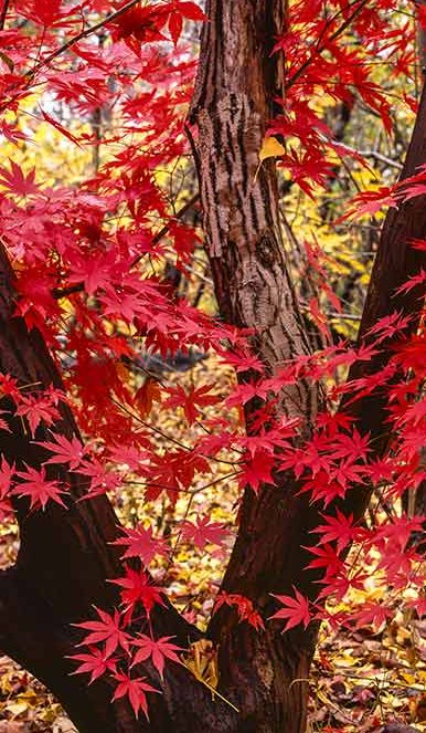 red leaves of the japanese maple