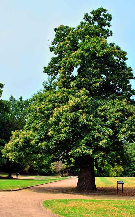 sweet chestnut tree