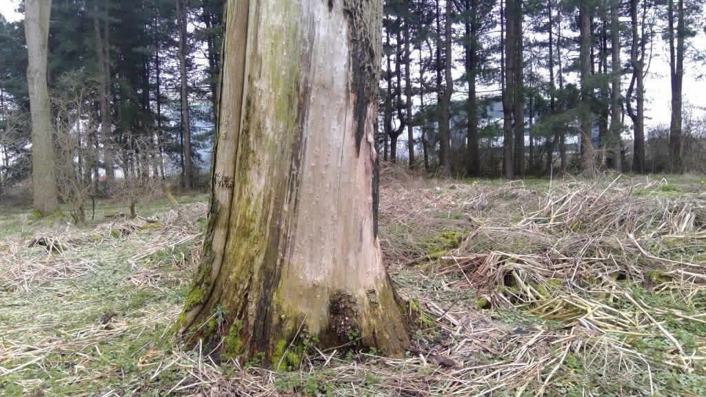 A poplar tree with bark damage
