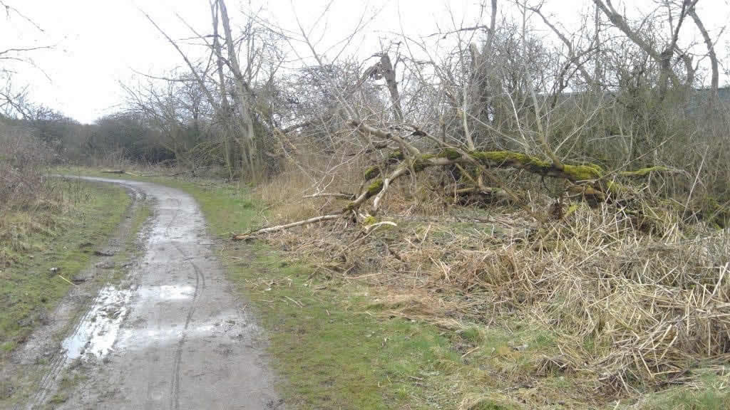 Fallen trees in Derbyshire woodland