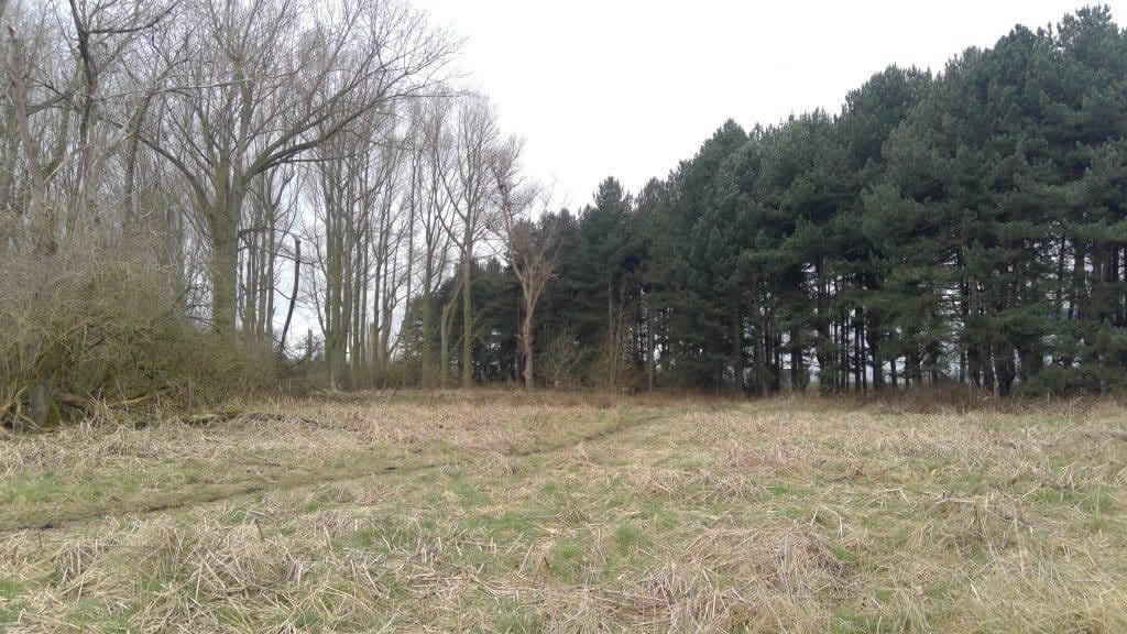 Row of leafless trees opposite evergreen trees