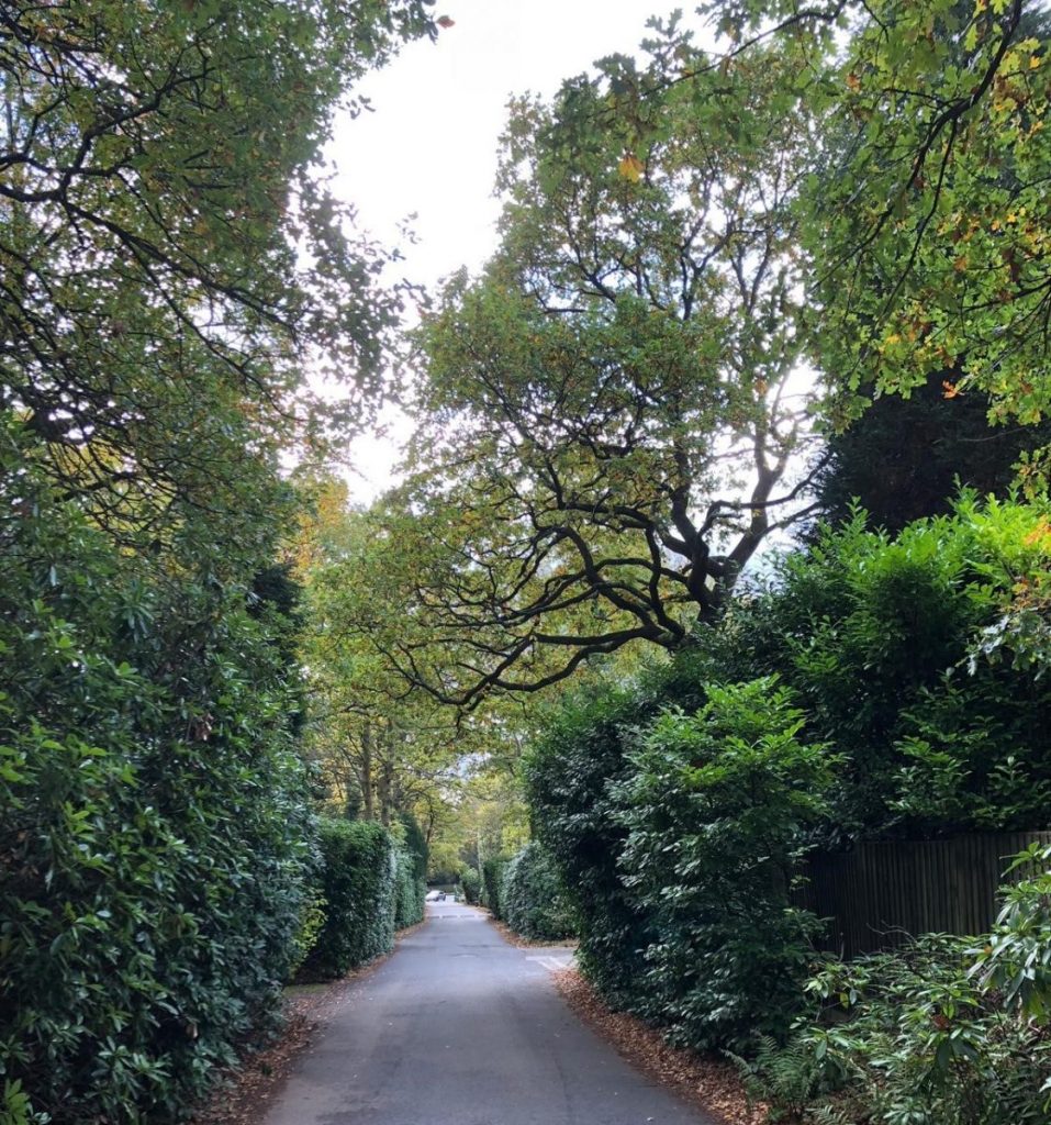 Little Aston Pic3 – avenue on Roman Road The avenue of rhododendrons.