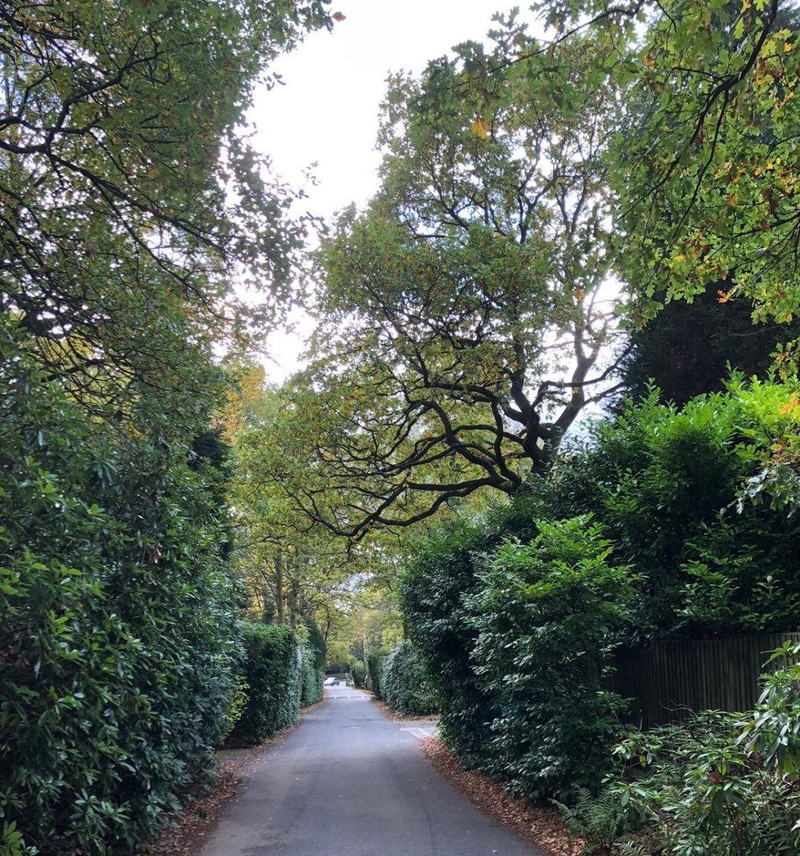 Little Aston Pic3 – avenue on Roman Road The avenue of rhododendrons.