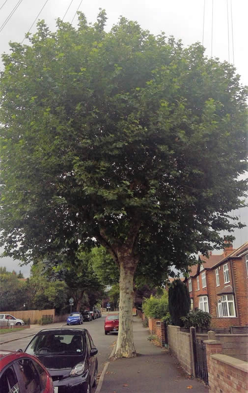 Large tree in middle of pavement in Nottingham