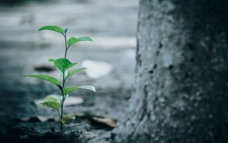 Tree planting: young tree