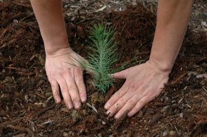 Planting a tree