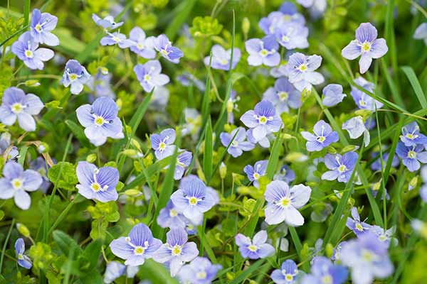 Ecology surveys: wild flowers