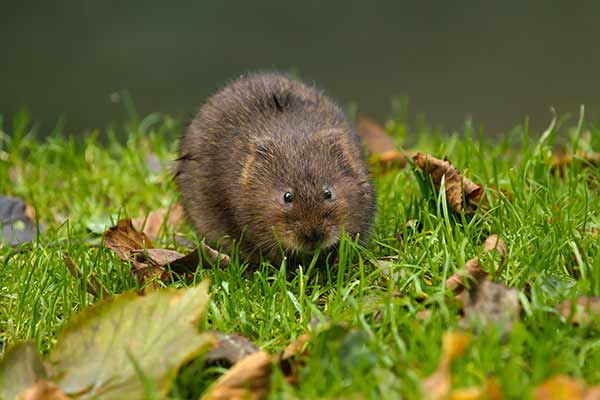 water-vole ecology surveys: water vole