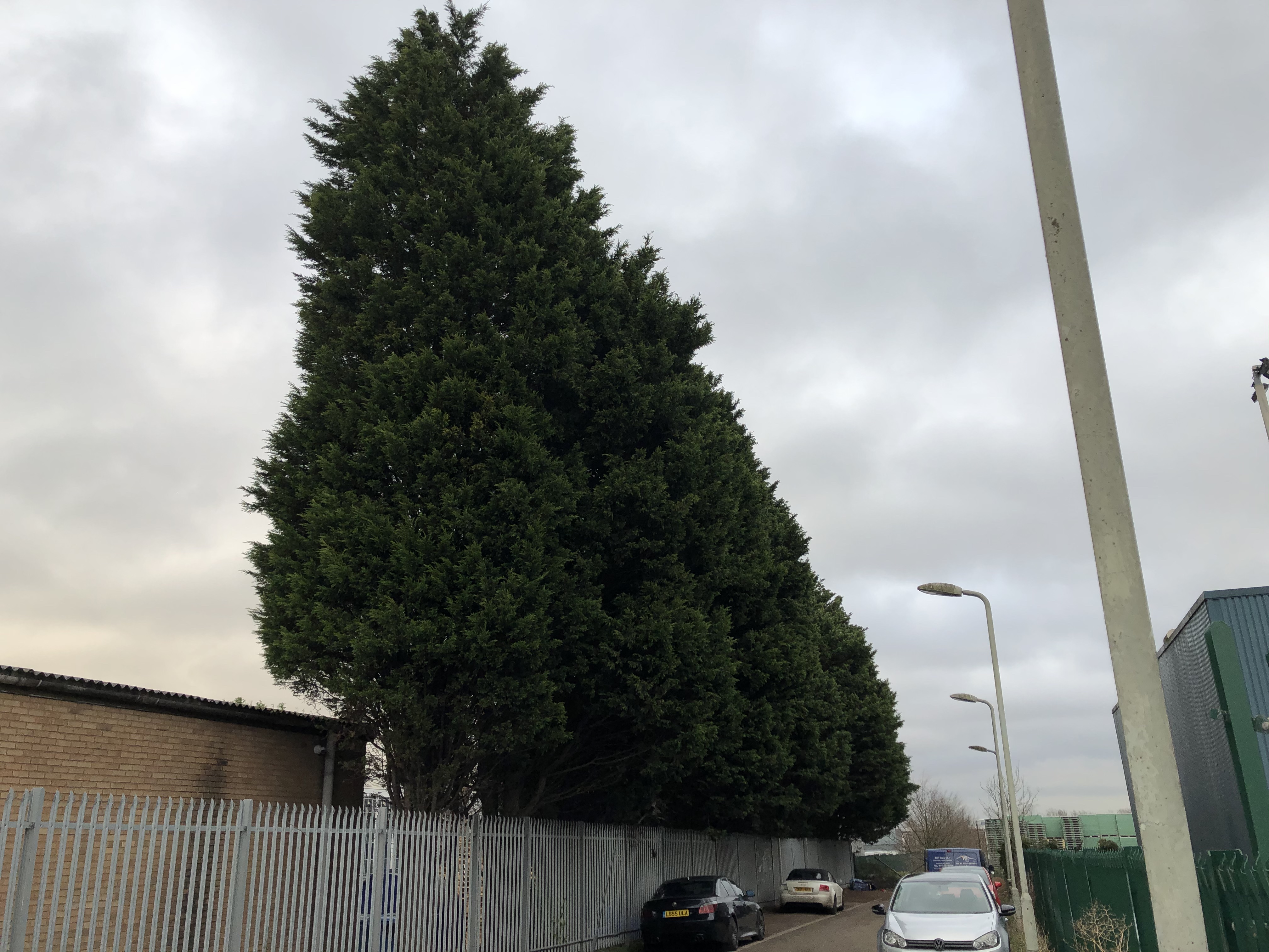 The location of these cypress trees is important in deciding the foundation depths of a new building.