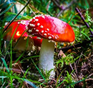 Seeing more fungi, like this fly agaric mushroom, is one sign of autumn.